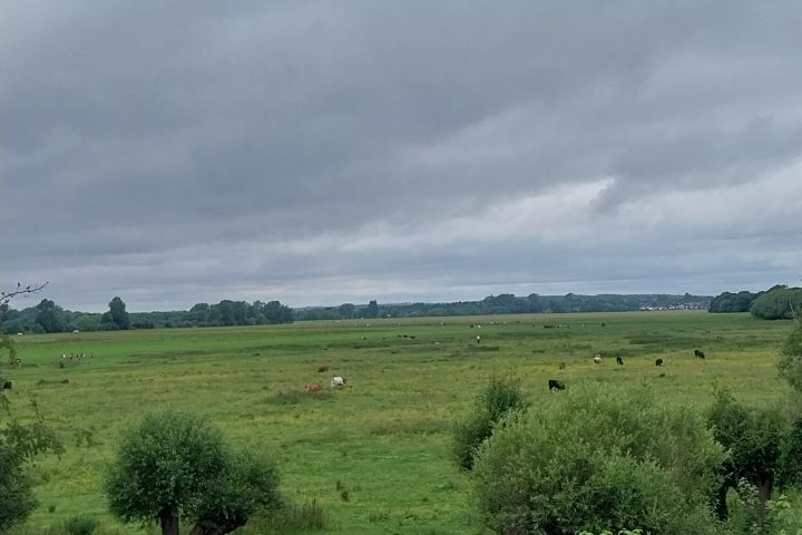 Overcast sky above a lush green field with scattered cows.